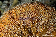 Toxopneustes pileolus-Wakatobi Moga Island-8m-20180530nuit-Denis-ADER-DSC_2447_tn